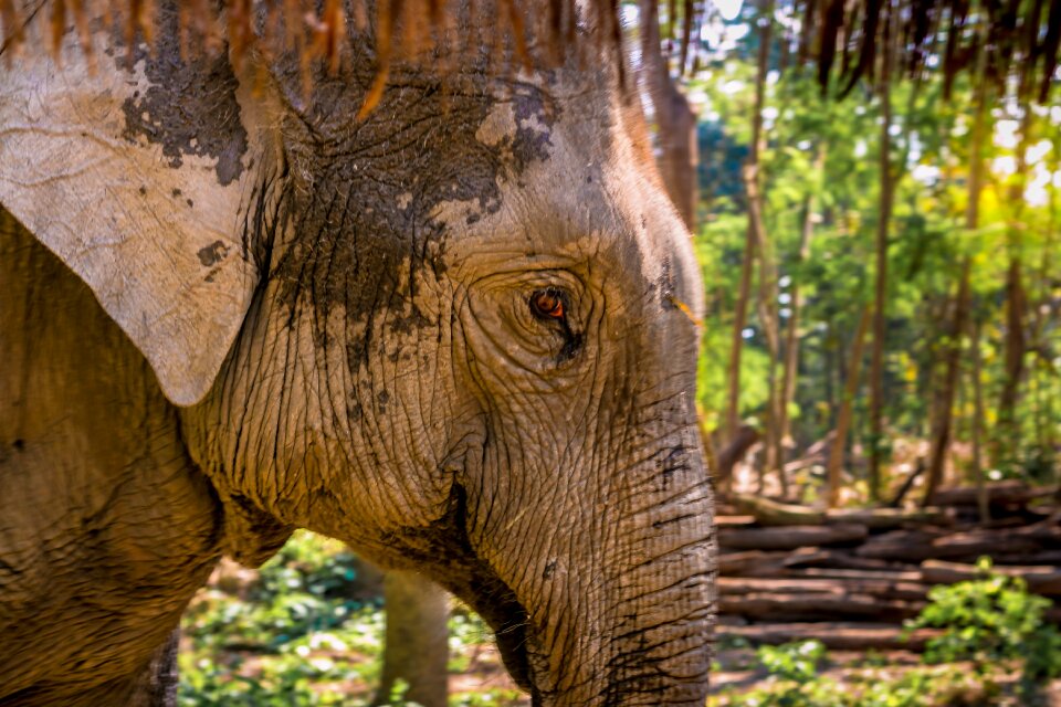 Wildlife stare wrinkles