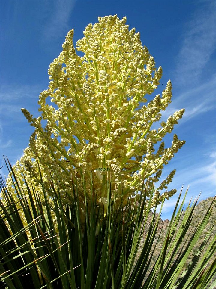 Nolina parryi im April in Kalifornien