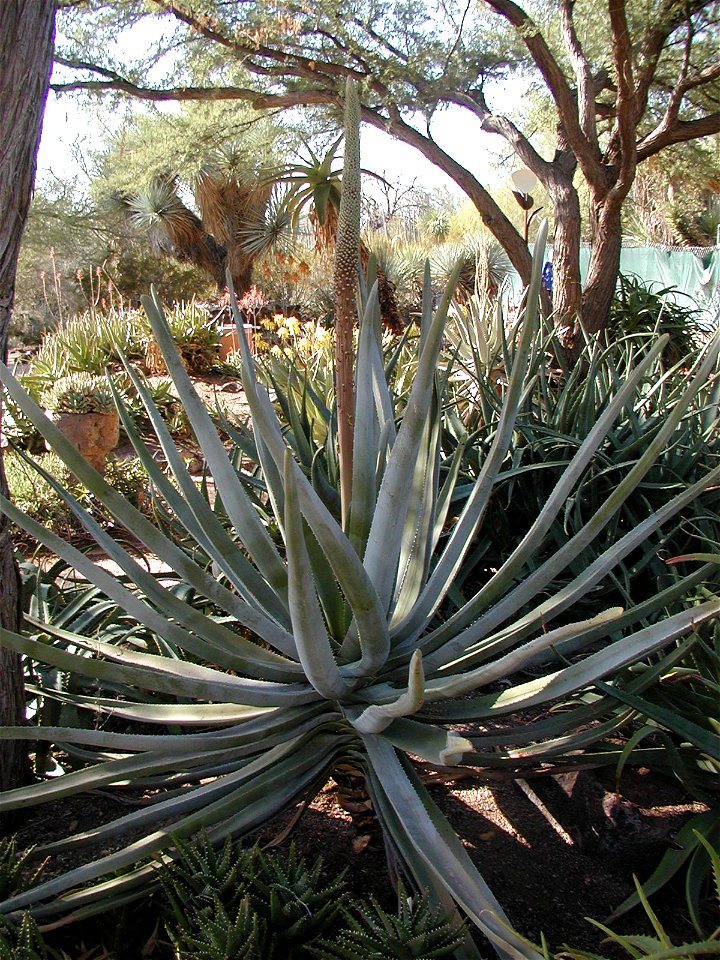 Aloe suzannae @ Desert Botanical Gardens.