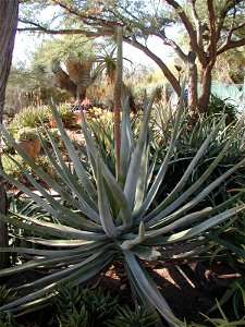 Aloe suzannae @ Desert Botanical Gardens.