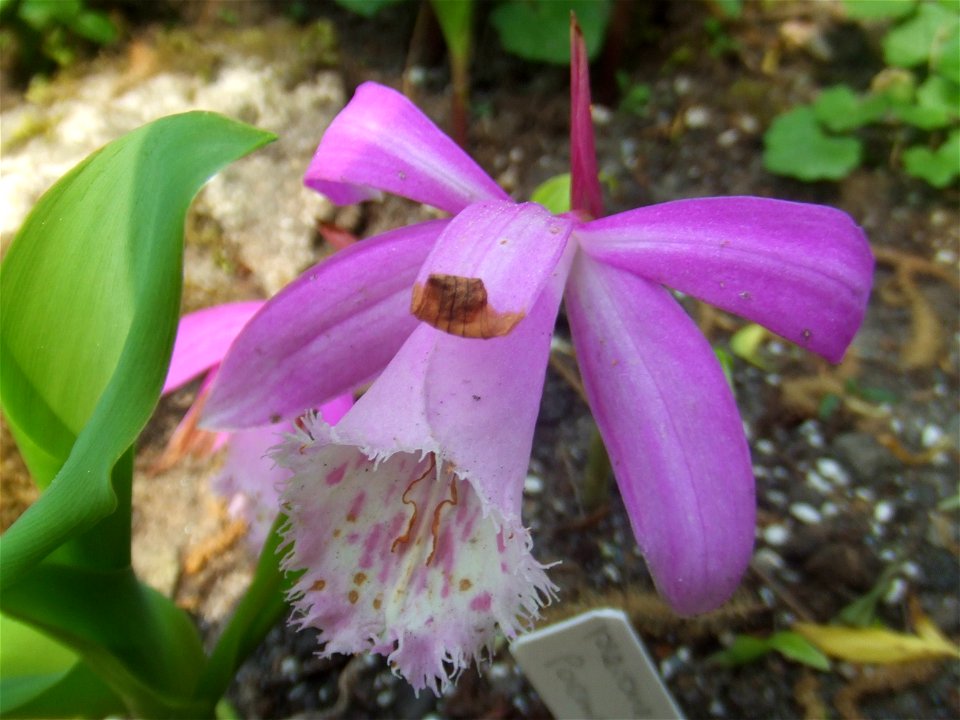 Pleione formosana, picture taken at the Botanische Tuin TU Delft, Delft, The Netherlands