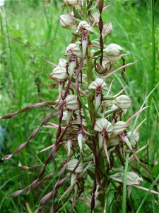 Bocks-Riemenzunge (Himantoglossum hircinum) im Naturschutzgebiet Badstube