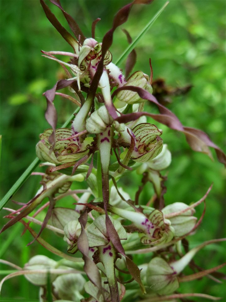 Bocks-Riemenzunge (Himantoglossum hircinum) im Naturschutzgebiet Badstube