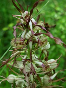 Bocks-Riemenzunge (Himantoglossum hircinum) im Naturschutzgebiet Badstube