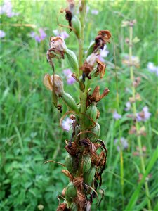 Verblühte Bocks-Riemenzunge (Himantoglossum hircinum) bei Nußloch