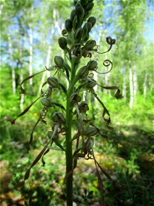 Bocks-Riemenzunge (Himantoglossum hircinum) im Naturschutzgebiet „Birzberg, Honigsack/Kappelberghang“