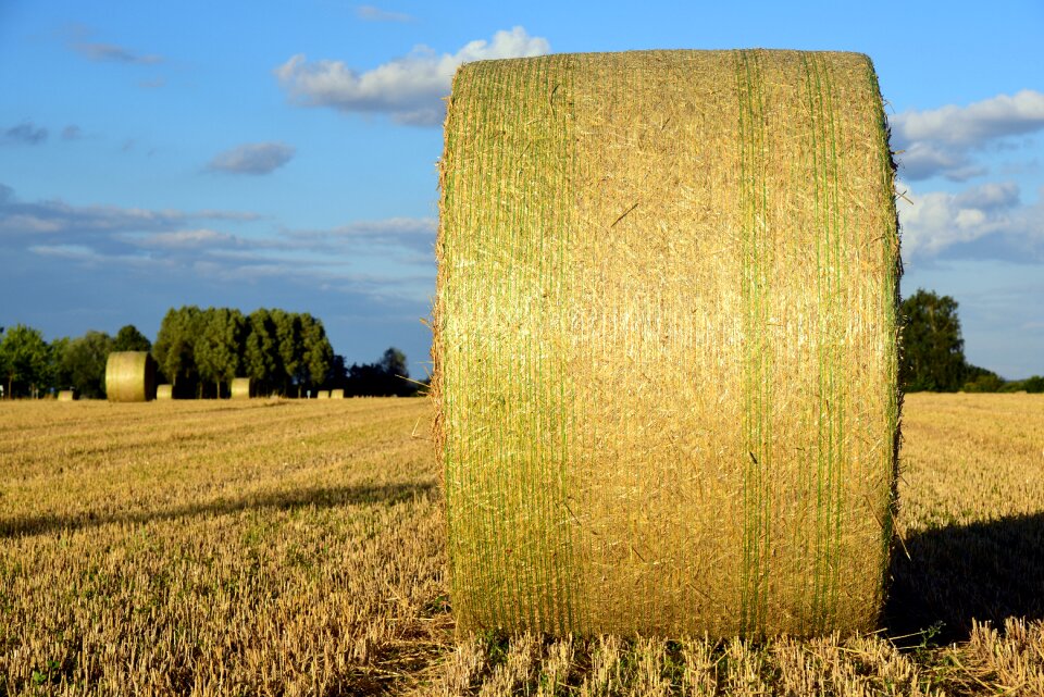 Field harvest nature