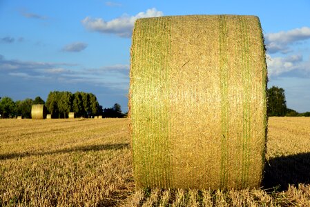 Field harvest nature