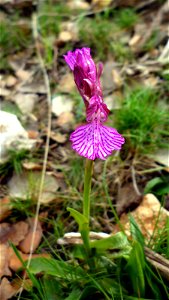 Orchis papilionacea in Cartagena (Spain).