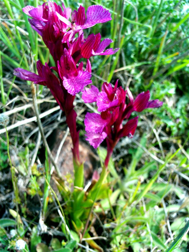 Orchis papilionacea in Monte de San Isidro Miguelturra, Campo de Calatrava Spain