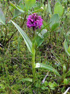 Orchidaceae, Dactylorhiza incarnata ssp. incarnata