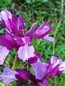 Orchis papilionacea flowers close up, Dehesa Boyal de Puertollano, Spain