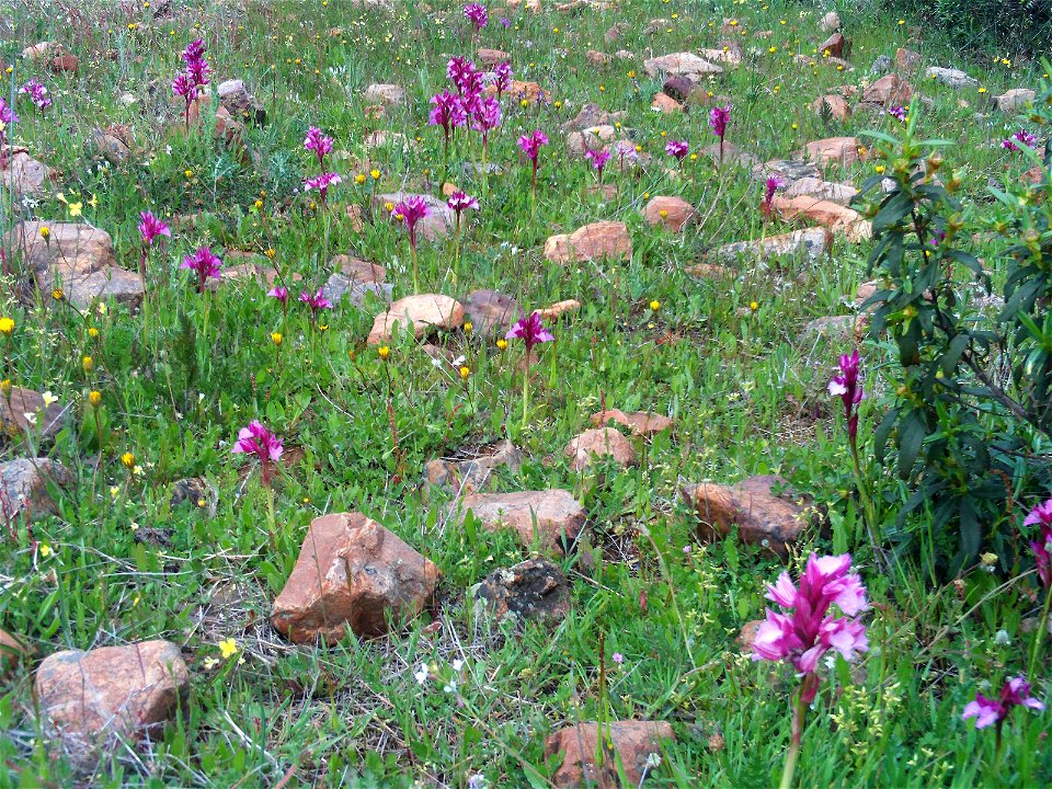Orchis papilionacea Habitat, Campo de Calatrava, Spain