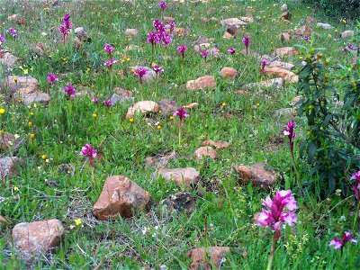 Orchis papilionacea Habitat, Campo de Calatrava, Spain