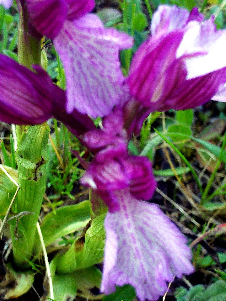 Orchis papilionacea flowers close up, Dehesa Boyal de Puertollano, Spain