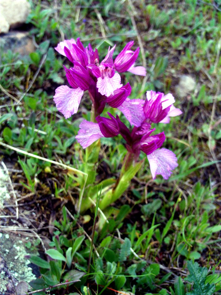 Orchis papilionacea flowers close up, Dehesa Boyal de Puertollano, Spain