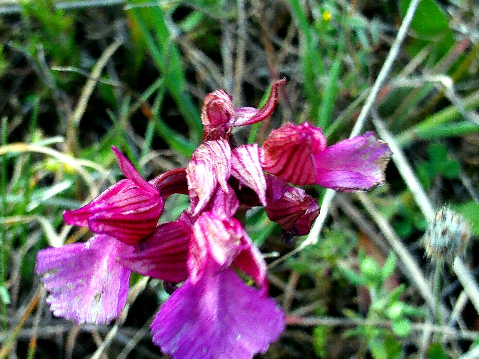Orchis papilionacea in Monte de San Isidro Miguelturra, Campo de Calatrava Spain