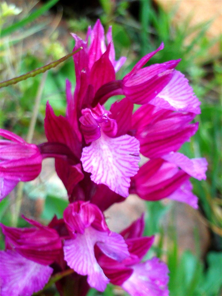 Orchis papilionacea flowers close up, Campo de Calatrava, Spain