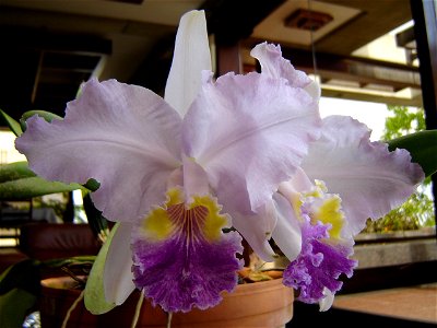 Cattleya lueddemanniana