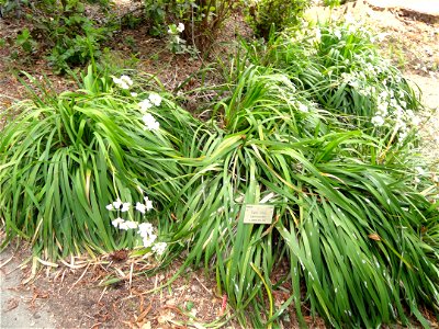 Libertia chilensis specimen in the University of California Botanical Garden, Berkeley, California, USA. photo