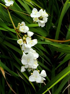 Libertia chilensis specimen in the University of California Botanical Garden, Berkeley, California, USA.