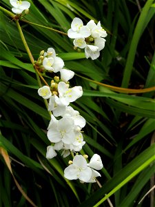 Libertia chilensis specimen in the University of California Botanical Garden, Berkeley, California, USA. photo