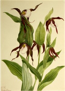 Mountain Lady's Slipper (Cypripedium montanum)