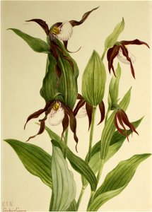 Mountain Lady's Slipper (Cypripedium montanum) photo