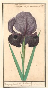 IdentificatieTitel(s): Rouw iris (Iris susiana)de suzyaensche lisbloeme / iris Calcedonica. iris Susiana major. / iris de suze. (titel op object)Objecttype: tekening Objectnummer: RP-T-BR-2017-1-9-104 photo