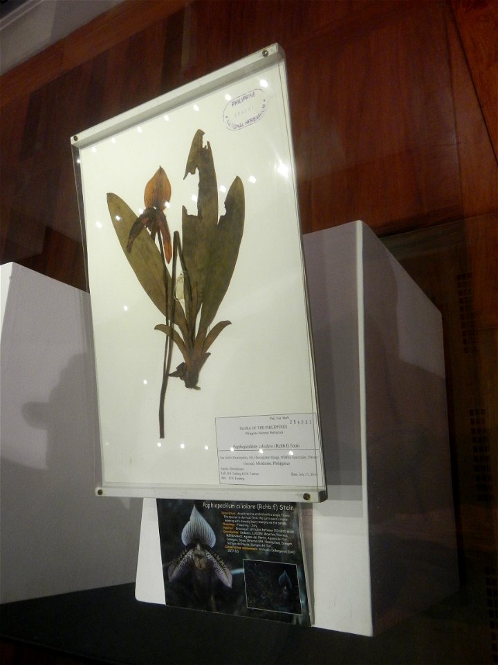 Paphiopedilum ciliolare (Rchb.f) Stein Greeniopsis Greeniopsis megalantha Merr. National Museum of Natural History 14°34'59"N   120°58'56"E Museum of Natural History (Ground floor: Tree of Life Foyer 