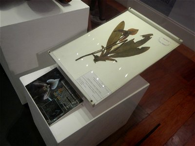 Paphiopedilum ciliolare (Rchb.f) Stein Greeniopsis Greeniopsis megalantha Merr. National Museum of Natural History 14°34'59"N   120°58'56"E Museum of Natural History (Ground floor: Tree of Life Foyer 