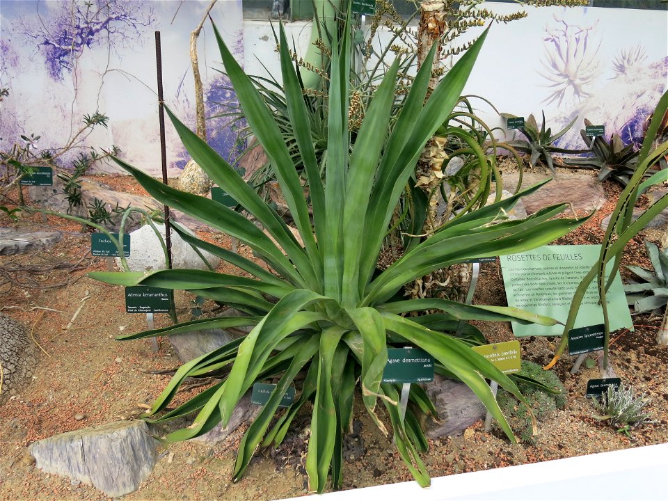 Agave desmettiana in the greenhouses of the Jardin des Plantes de Paris. Plant identified by its botanic label.