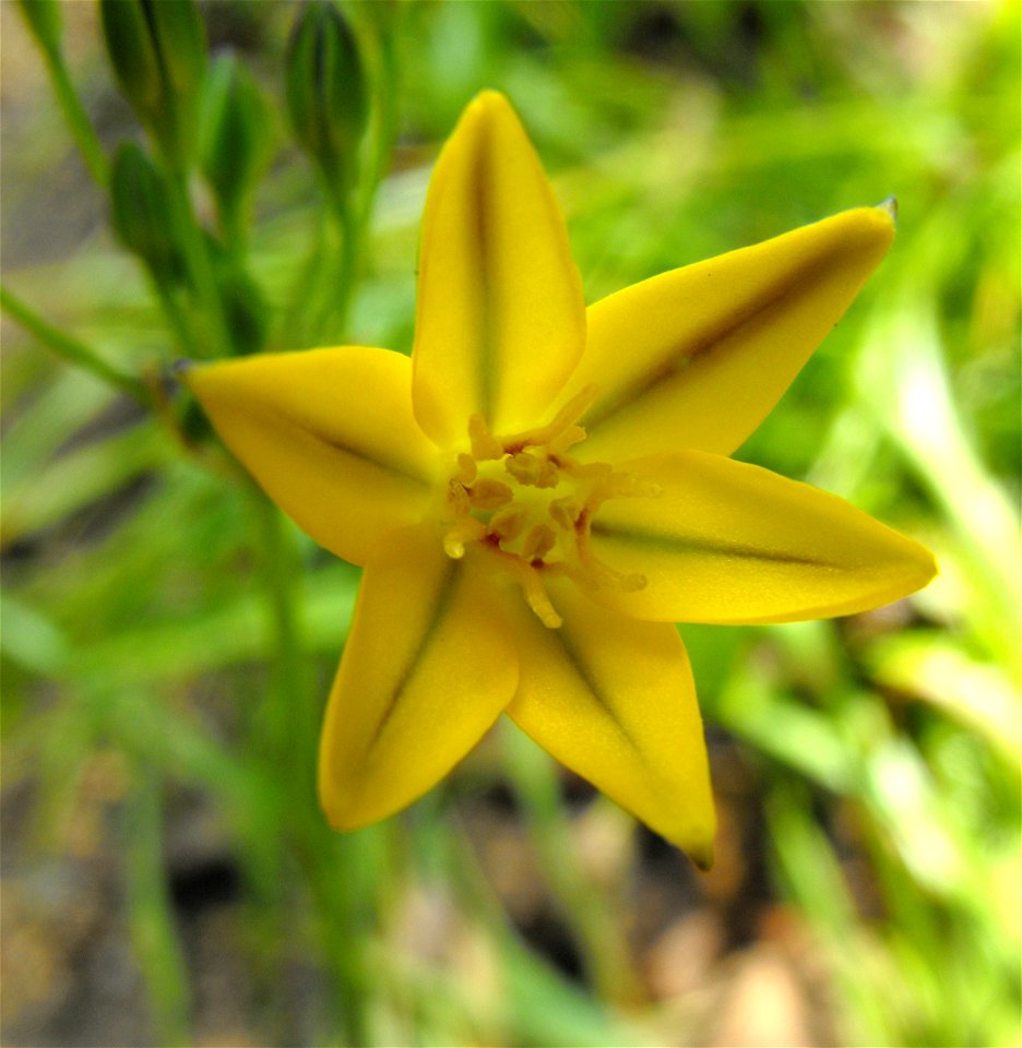 w:Triteleia ixioides ssp. ixioides at Rancho Santa Ana Botanic Garden in Claremont, California, USA. Identified by sign.