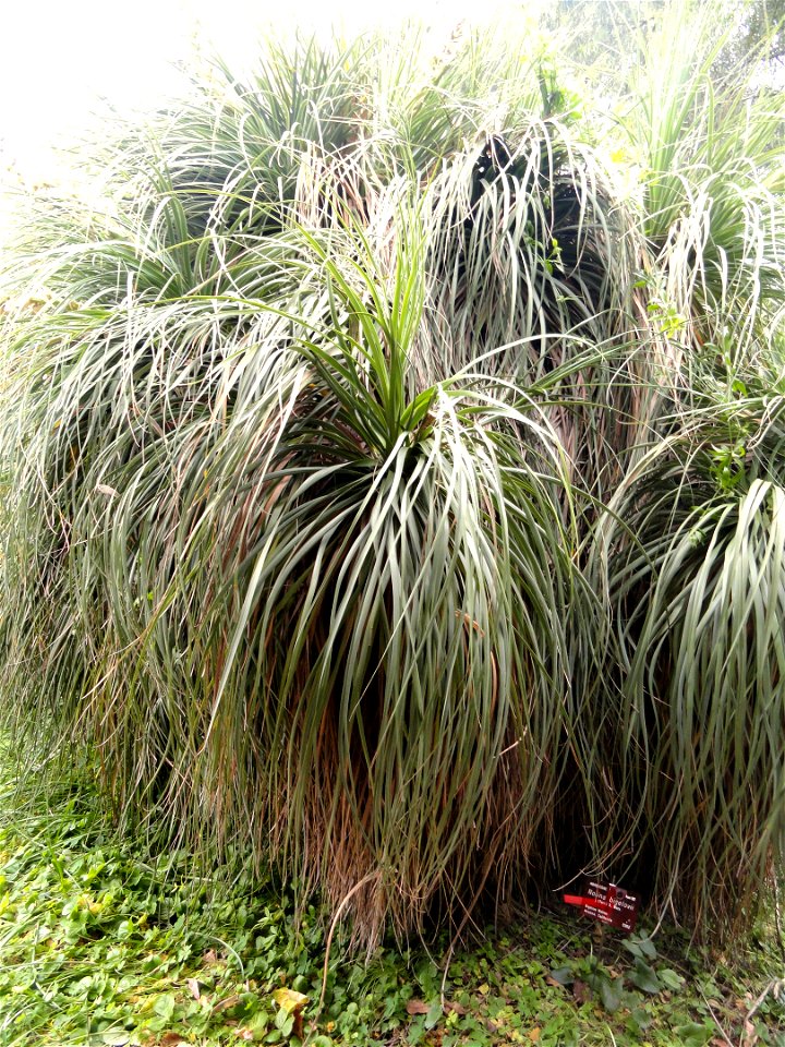 Nolina bigelovii specimen in the Jardin botanique de la Villa Thuret, Antibes Juan-les-Pins, Alpes-Maritimes,France.