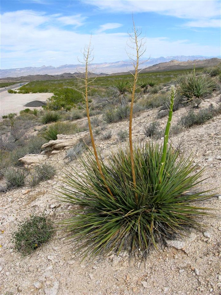 Nolina bigelovii mit Blüte in Nevada