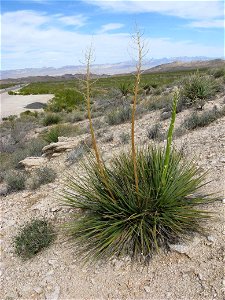 Nolina bigelovii mit Blüte in Nevada