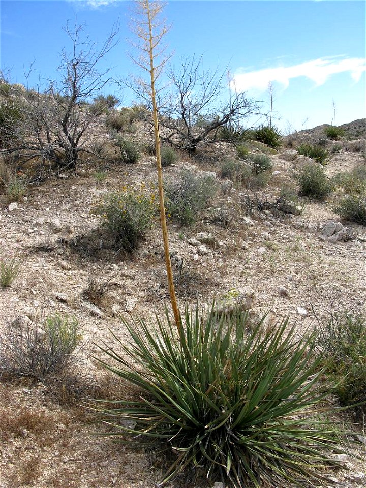 Nolina bigelovii in Arizona