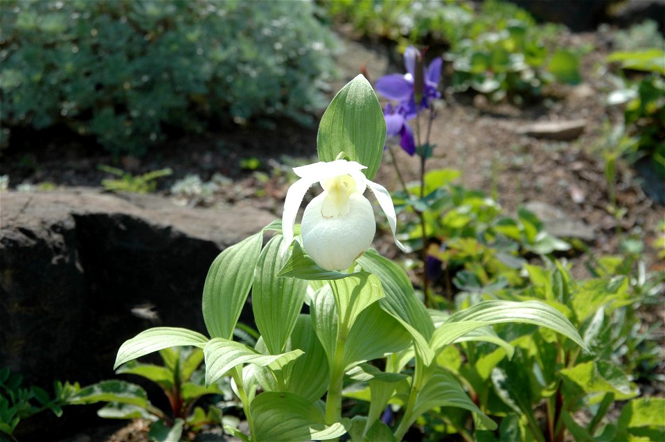 Cypripedium macranthos var. rebunense (レブンアツモリソウ), Rebun, Hokkaido, Japan.