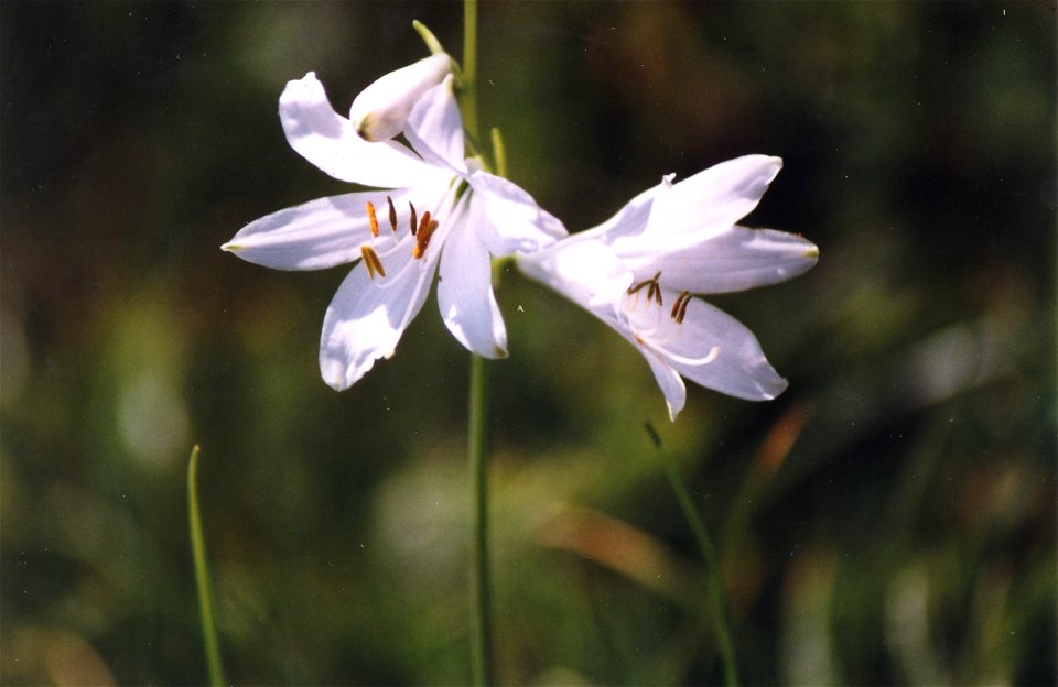 Lys de la St. Bruno