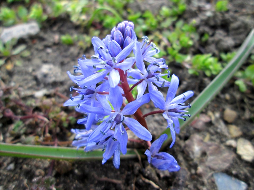 Zweiblättriger Blaustern (Scilla bifolia) im Gartenschaupark in Hockenheim - gesetzt in einem Grünstreifen in einer Maßnahme des Nabu Hockenheim zur Erhaltung der Artenvielfalt durch Wildblumen an Str