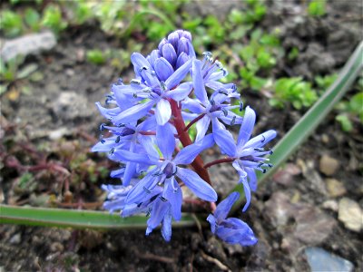 Zweiblättriger Blaustern (Scilla bifolia) im Gartenschaupark in Hockenheim - gesetzt in einem Grünstreifen in einer Maßnahme des Nabu Hockenheim zur Erhaltung der Artenvielfalt durch Wildblumen an Str