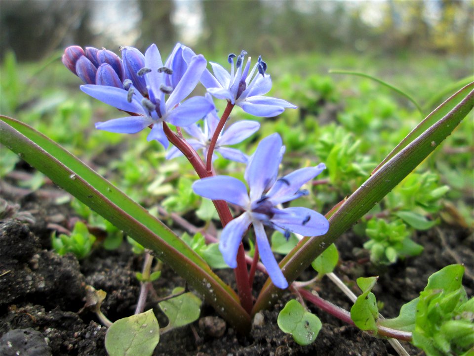Zweiblättriger Blaustern (Scilla bifolia) Gartenschaupark in Hockenheim
