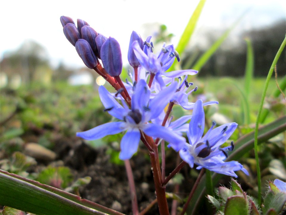 Zweiblättriger Blaustern (Scilla bifolia) Gartenschaupark in Hockenheim