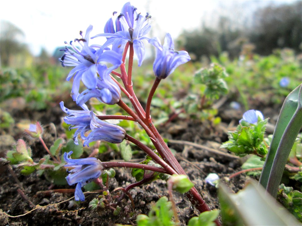 Zweiblättriger Blaustern (Scilla bifolia) Gartenschaupark in Hockenheim