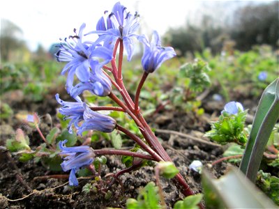 Zweiblättriger Blaustern (Scilla bifolia) Gartenschaupark in Hockenheim