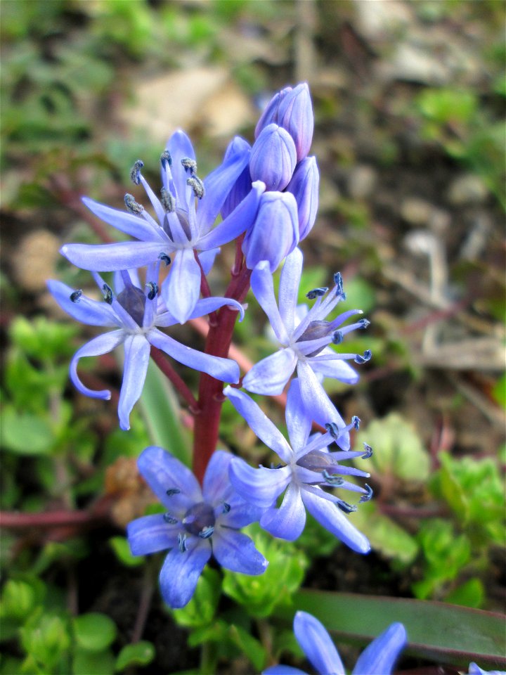 Zweiblättriger Blaustern (Scilla bifolia) Gartenschaupark in Hockenheim