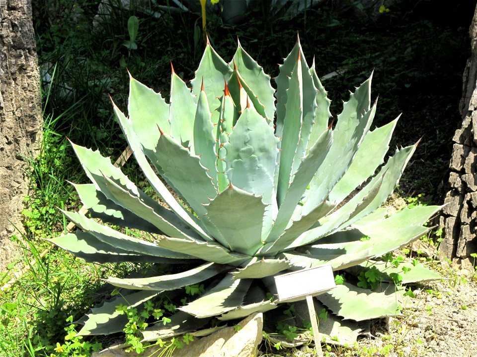 Agave guadalajarana in the gardens of the villa Hanbury (Ventimiglia, Italy). Identified by its botanic label.