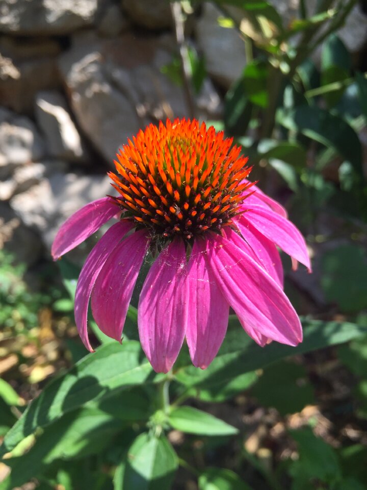 Flower blossom bloom