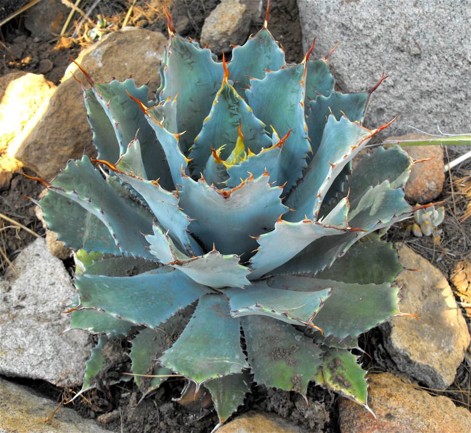 Agave guadalajarana at the Palomar College Arboretum, San Marcos, California, USA. Identified by sign.