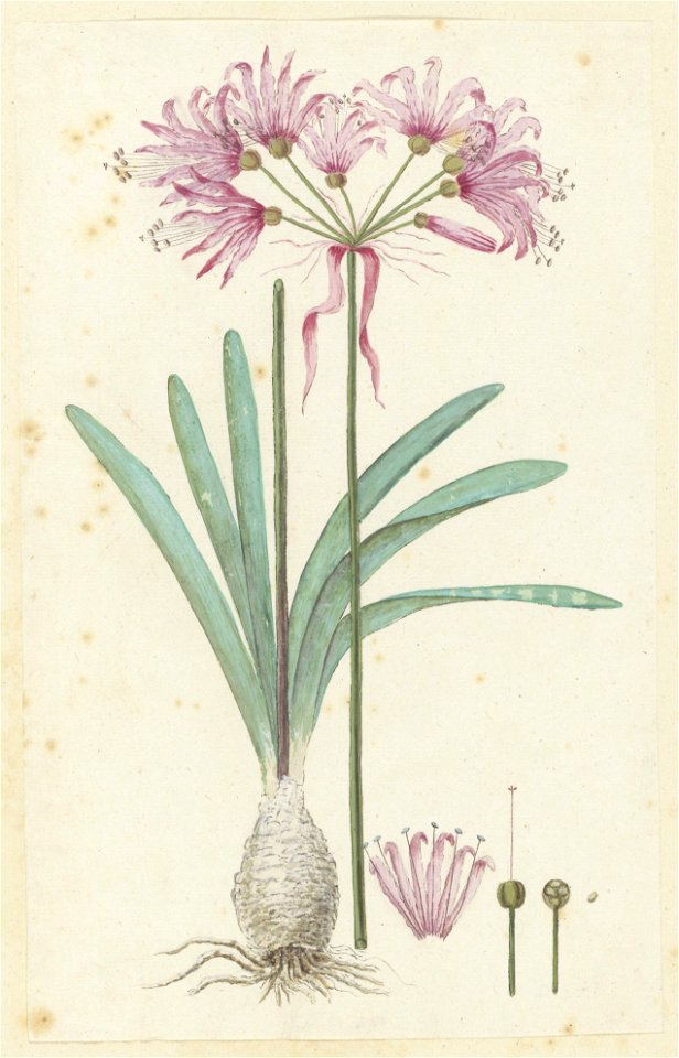IdentificatieTitel(s): Nerine humilis (Jacq.) Herb. (Amaryllis humilis)Objecttype: tekening albumblad Objectnummer: RP-T-1914-18-75Omschrijving: Nerine humilis (Jacq.) Herb.VervaardigingVervaardiger: 